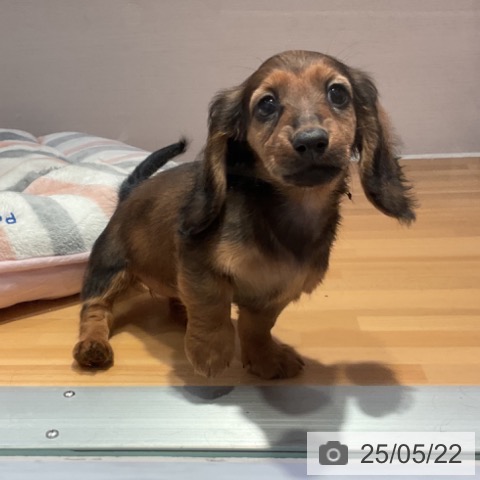 ミニチュア・ダックスフンドの写真