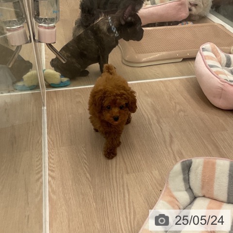 トイ・プードルの写真
