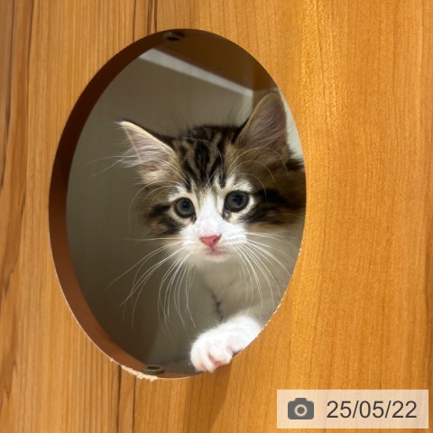 ノルウェージャンフォレストキャットの写真