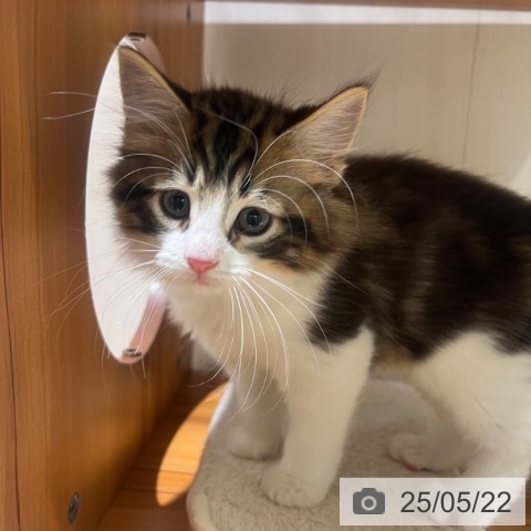 ノルウェージャンフォレストキャットの写真