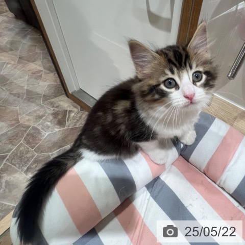 ノルウェージャンフォレストキャットの写真