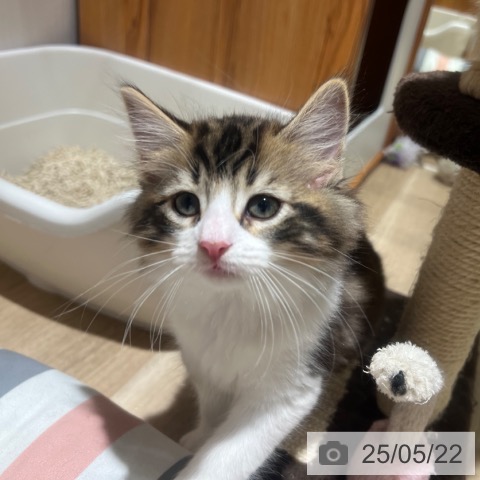 ノルウェージャンフォレストキャットの写真