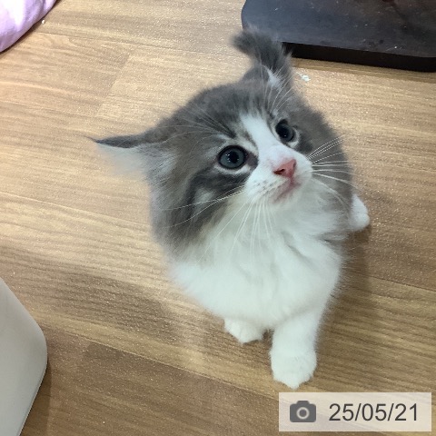 ノルウェージャンフォレストキャットの写真
