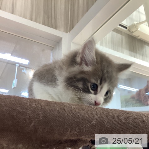 ノルウェージャンフォレストキャットの写真