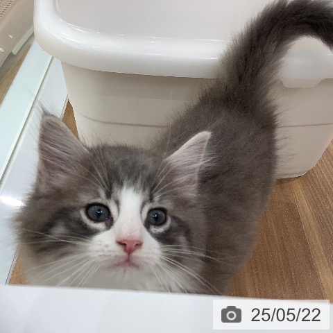 ノルウェージャンフォレストキャットの写真