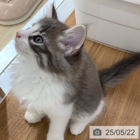 ノルウェージャンフォレストキャットの写真