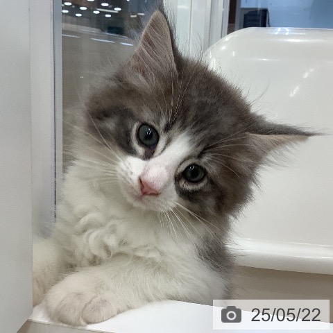 ノルウェージャンフォレストキャットの写真