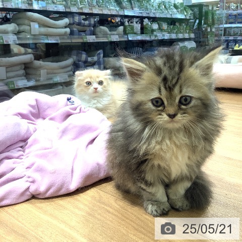 ペルシャの写真