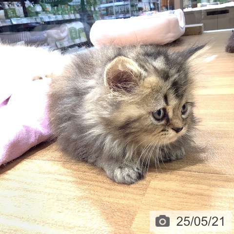 ペルシャの写真