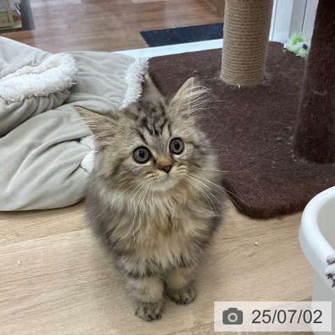 ペルシャの写真