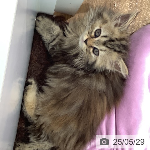 ペルシャの写真