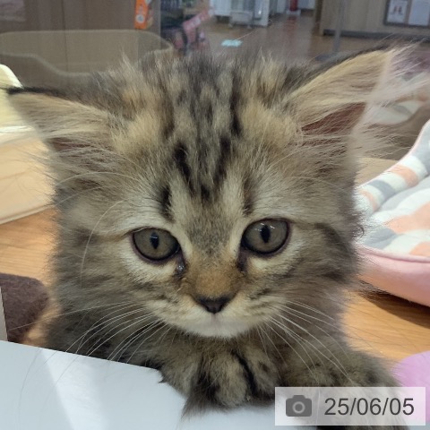 ペルシャの写真