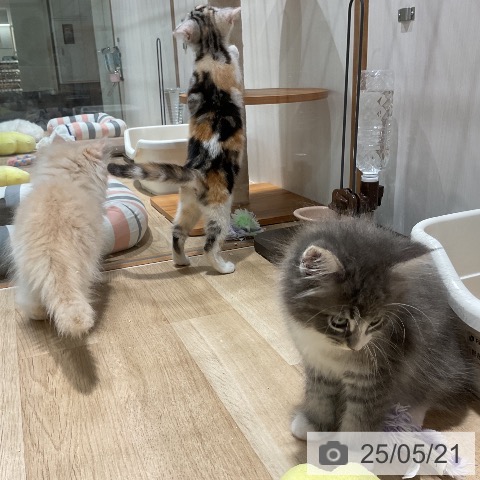スコティッシュフォールドの写真