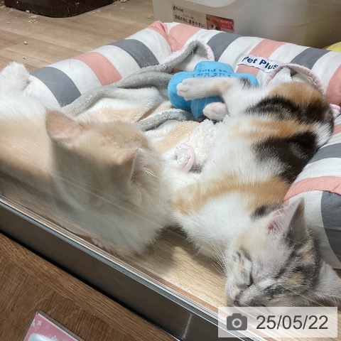 スコティッシュフォールドの写真