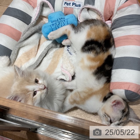スコティッシュフォールドの写真