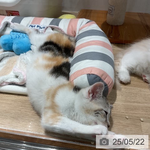 スコティッシュフォールドの写真