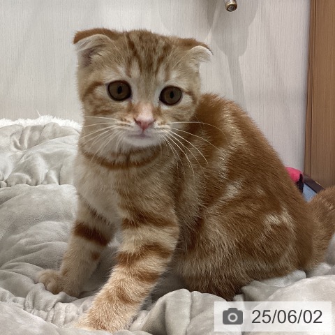 スコティッシュフォールドの写真