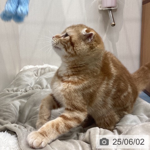 スコティッシュフォールドの写真