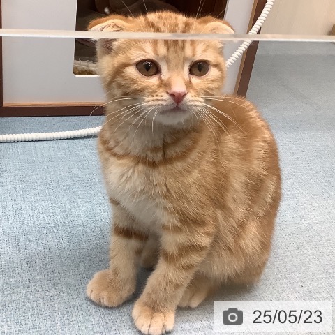 スコティッシュフォールドの写真