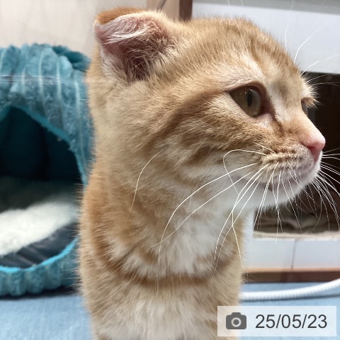 スコティッシュフォールドの写真