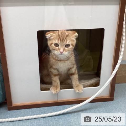 スコティッシュフォールドの写真