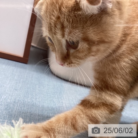 スコティッシュフォールドの写真
