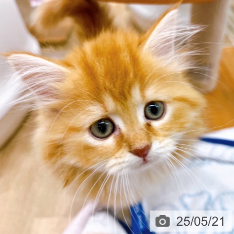 サイベリアンの写真