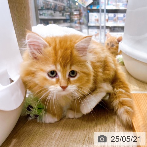 サイベリアンの写真