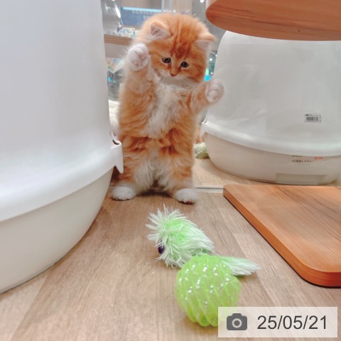 サイベリアンの写真