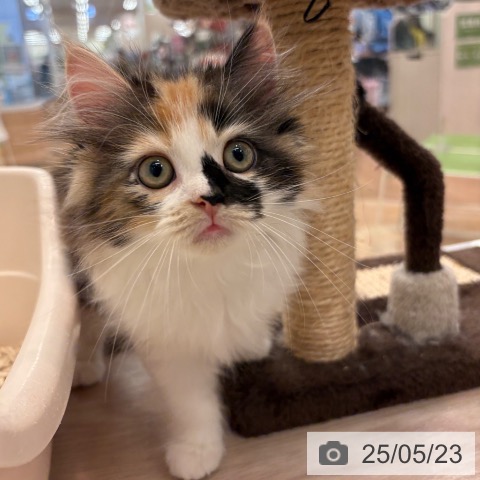 ラガマフィンの写真