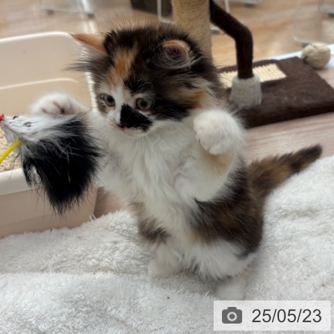 ラガマフィンの写真