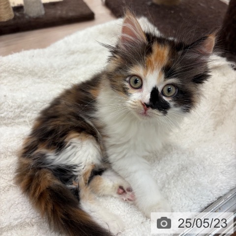 ラガマフィンの写真