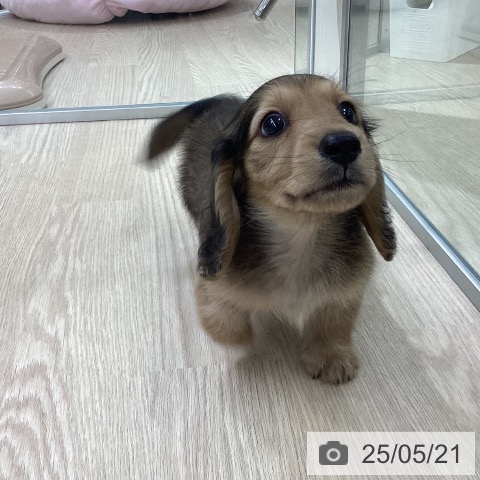 ミニチュア・ダックスフンドの写真