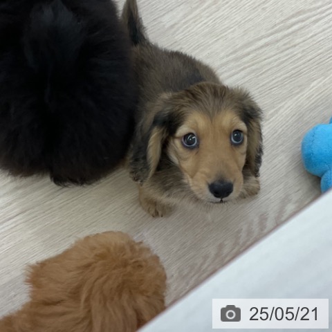 ミニチュア・ダックスフンドの写真