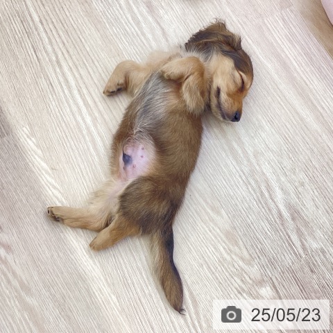 ミニチュア・ダックスフンドの写真