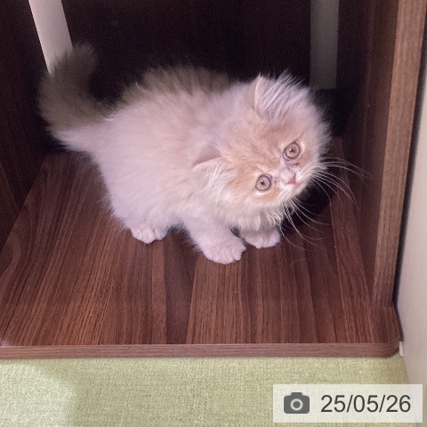 エキゾチックの写真