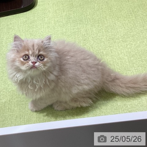 エキゾチックの写真