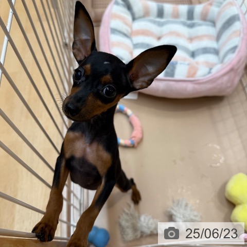 ミニチュア・ピンシャーの写真