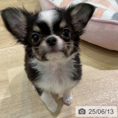 チワワの写真