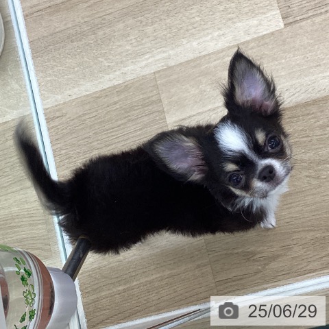 チワワの写真