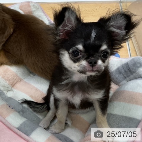 チワワの写真