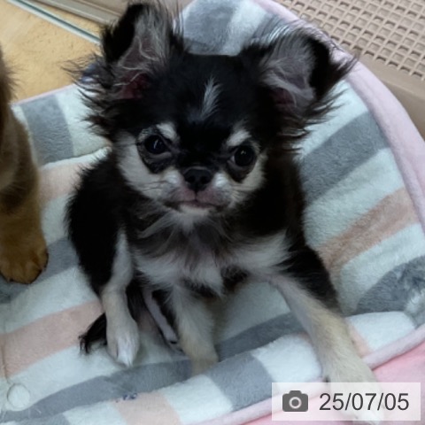 チワワの写真