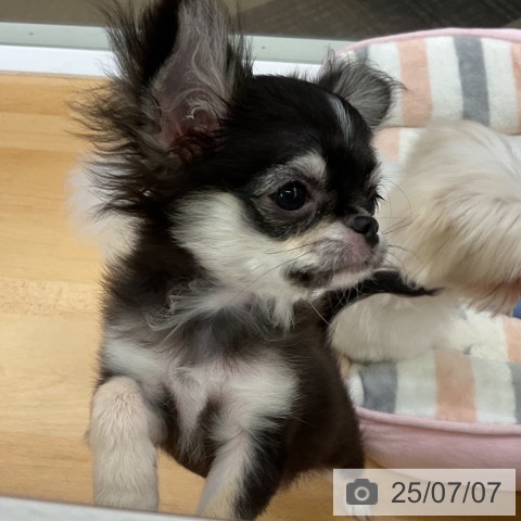 チワワの写真
