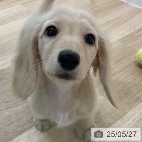 ミニチュア・ダックスフンドの写真