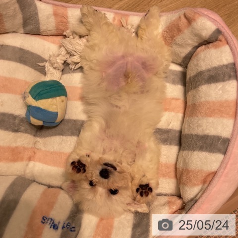 ビション・フリーゼの写真