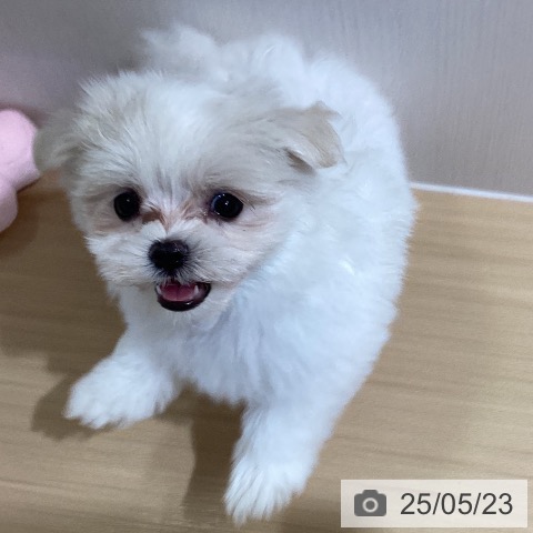 マルチーズの写真