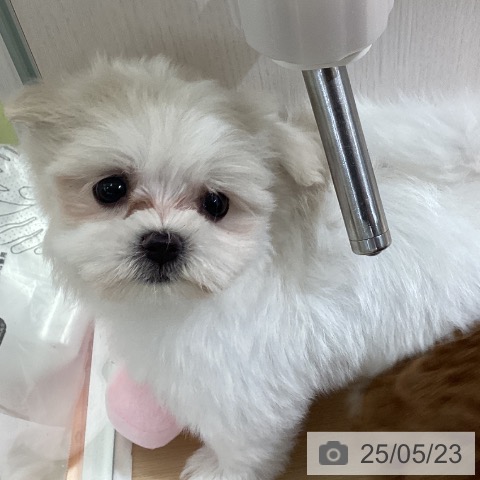マルチーズの写真