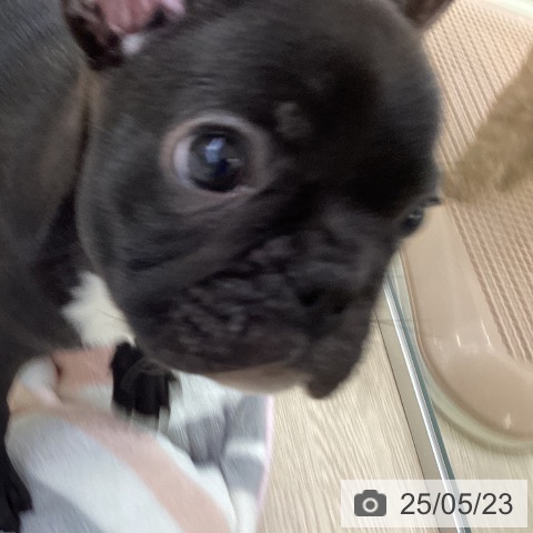 フレンチ・ブルドッグの写真