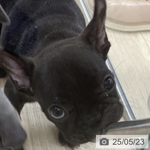 フレンチ・ブルドッグの写真