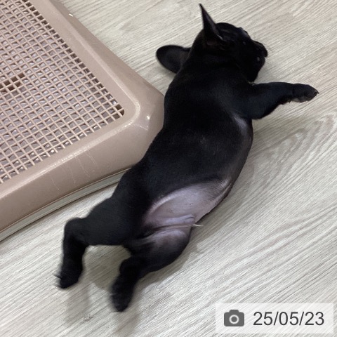 フレンチ・ブルドッグの写真